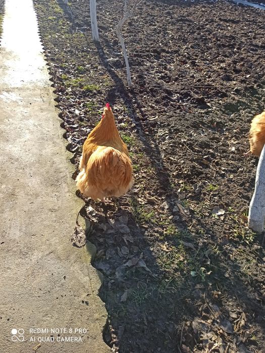 Продам півня породи ОРПІНГТОН