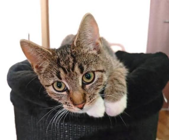 Delikatna i towarzyska kotka Leo czeka na swojego człowieka