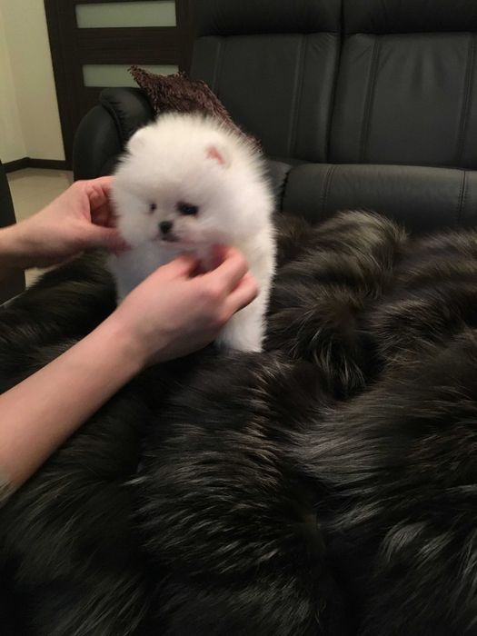 Szpic miniaturowy pomeranian mini misio  sunia