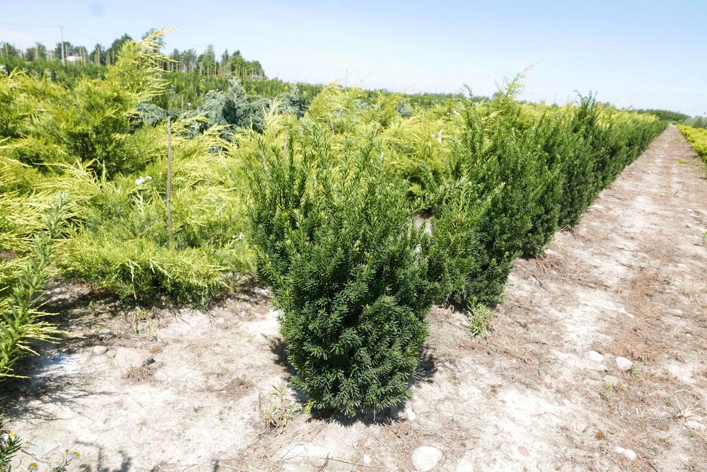 Cis pośredni 'Hilli'/ Taxus × media 'Hilli'