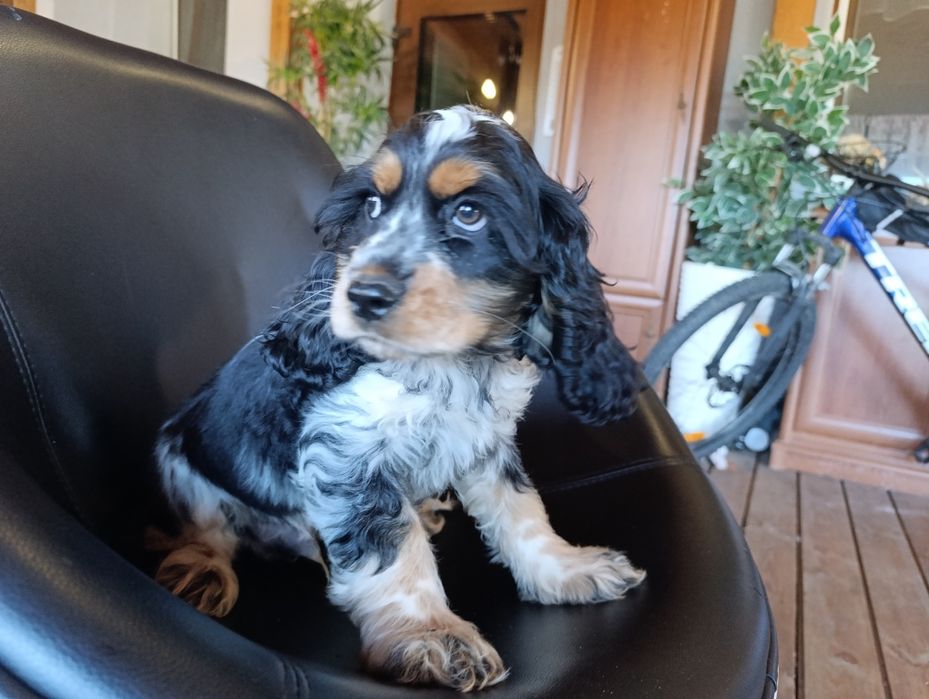 Cocker spaniel angielski.chlopak