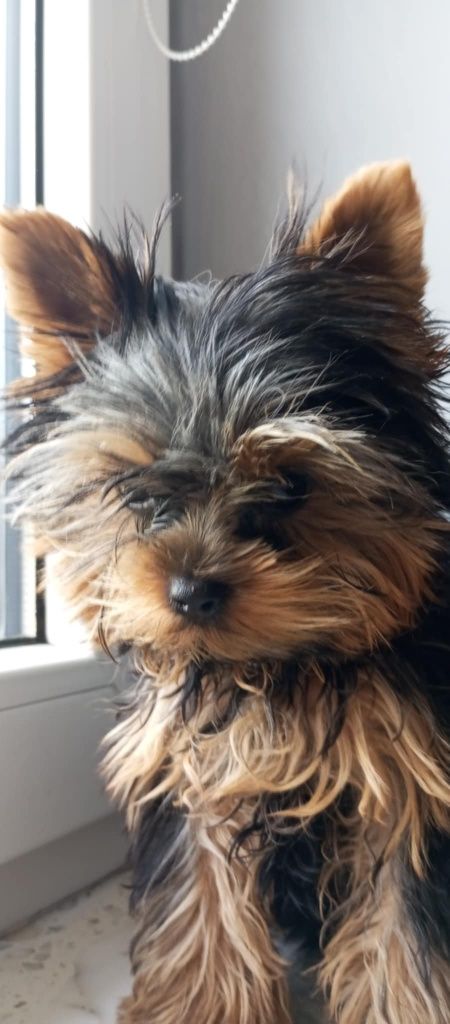 Yorkshire. York terrier. Miniaturka
