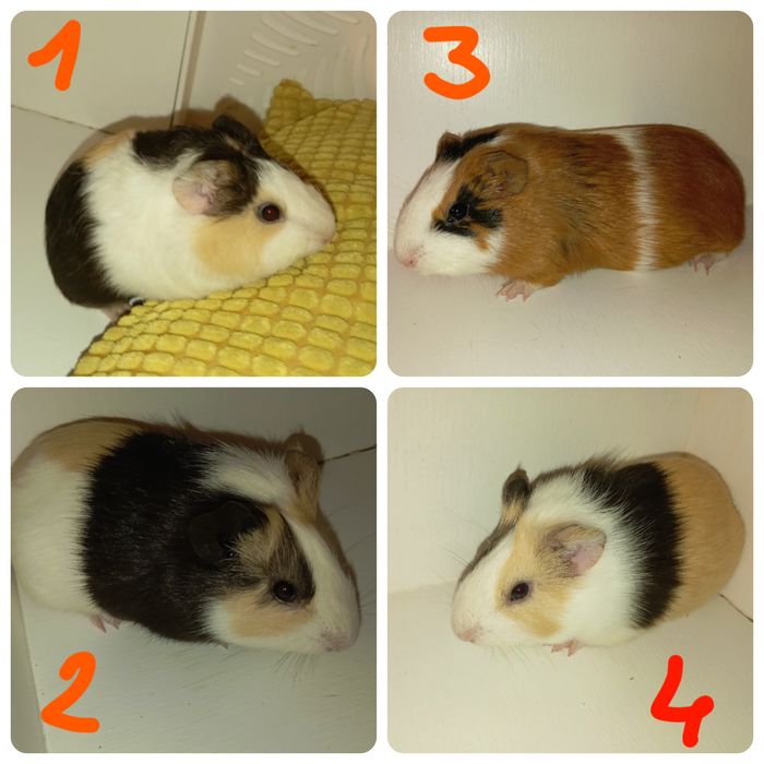 Świnki morskie, cavia domowa, samiczki młode, kawia