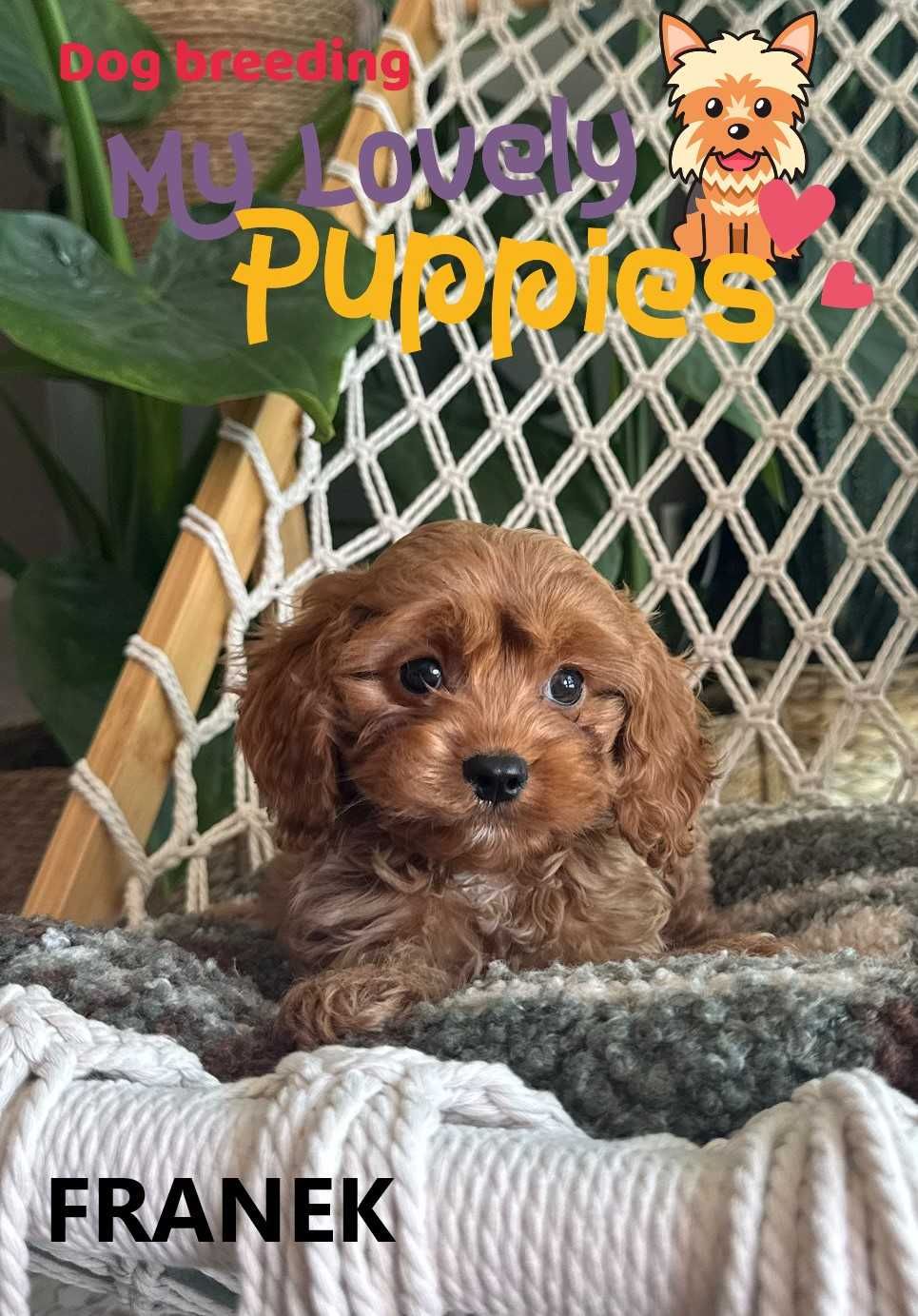 Cavapoo śliczny chłopiec Franek