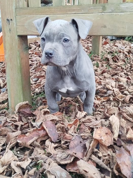 Piękny mocny Amstaff