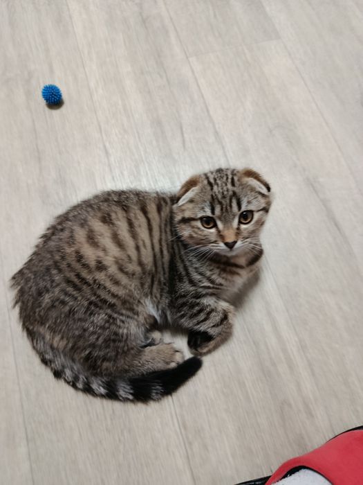 Котята шотландские вислоухие