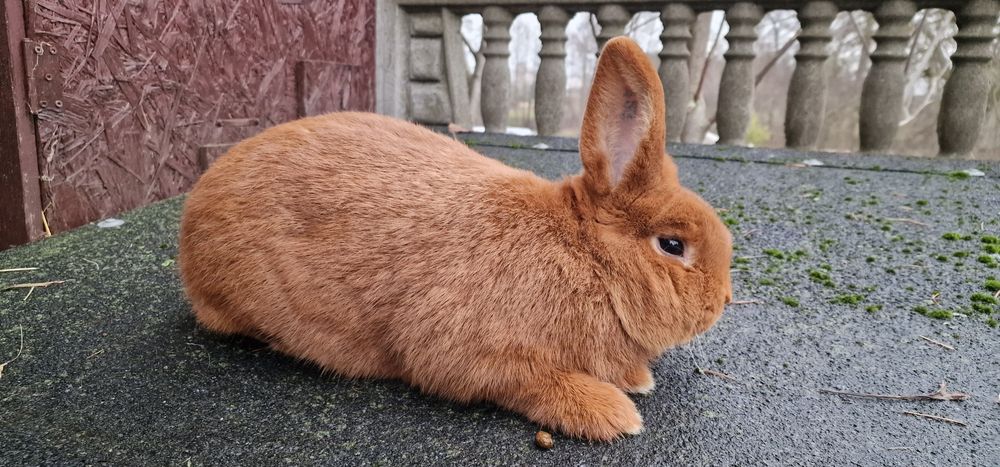 Nowozelandzki czerwony samiec z rodowodem kroliki nowozelandzkie