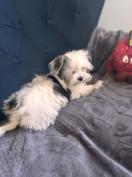 Morkie hybryda york-maltańczyk suczka