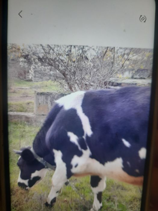 Продам телку на молоко от високодойно їх корови