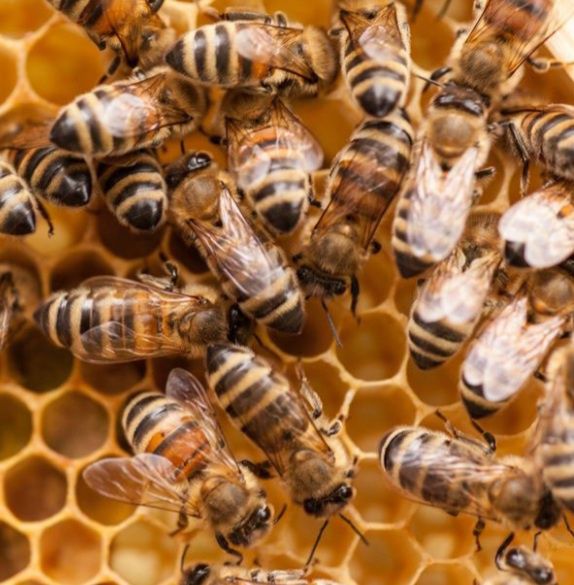 Продам семью пчёл