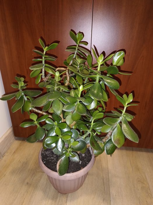 Красула грошове дерево до 55 см