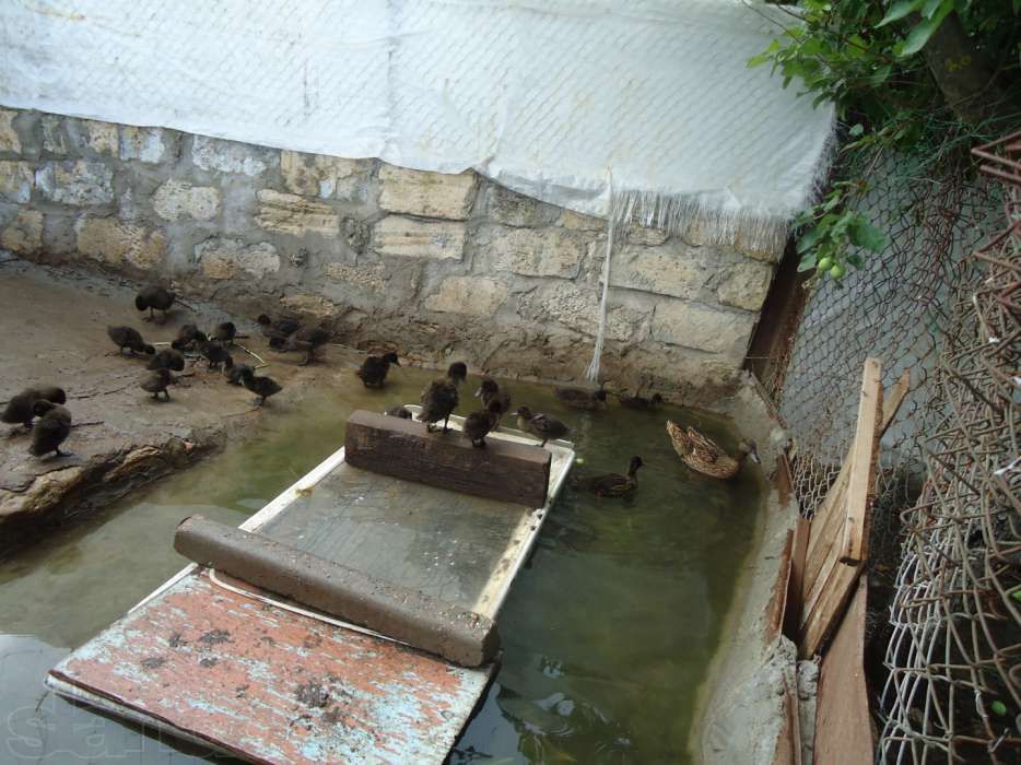 Підсадна качка крижень кряква Семенівська (живі качки, не манки)