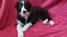 Border Collie  piesek czarno-biały piękny szczeniak:-)