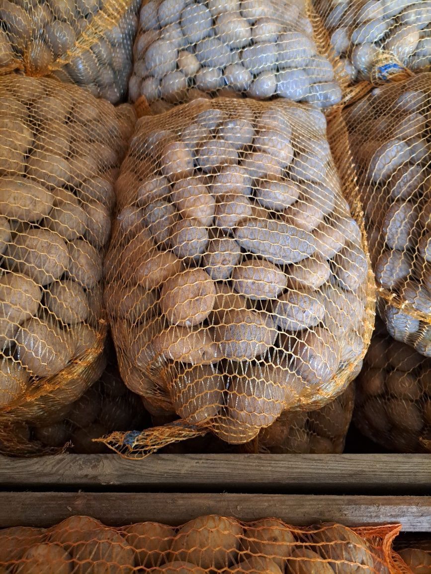 Ziemniaki IRYS 15kg Darmowa dostawa ładne zdrowe bez nawozów naturalne