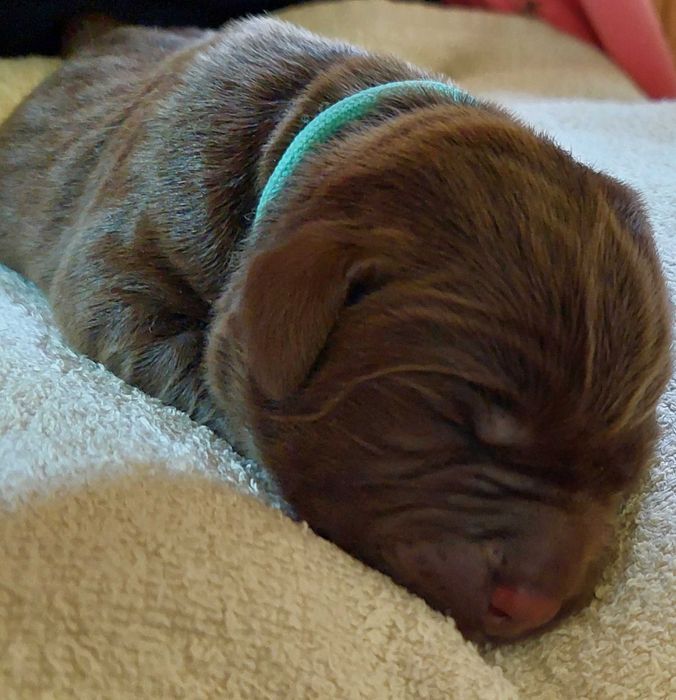 Labrador Retriever ZKwP/FCI- czekoladowy piesek