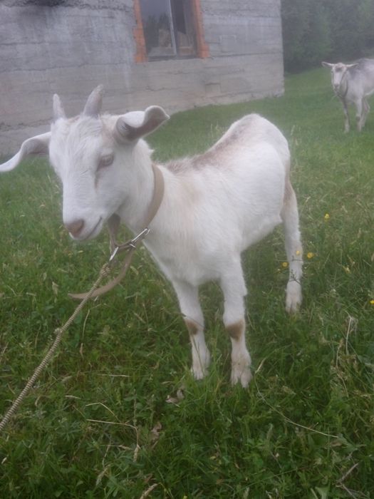 Продам козочку та козлика