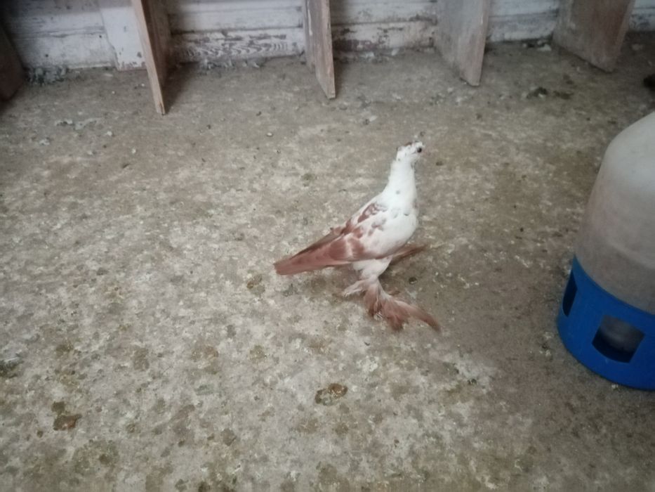 Gołębie ozdobne widyny