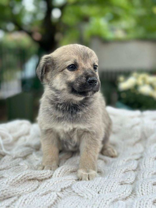Цуценятка безкоштовно в добрі руки