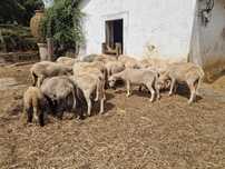 Rebanho de ovelhas