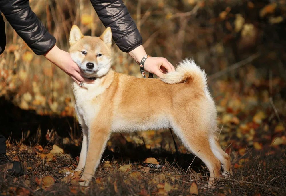 Piękny samiec z doskonałym rodowodem ZKwP FCI