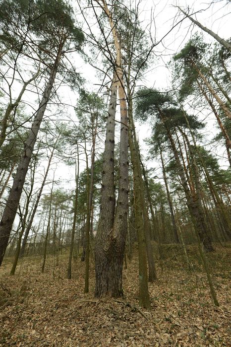 Drzewo materiałowe dąb, olcha, sosna
