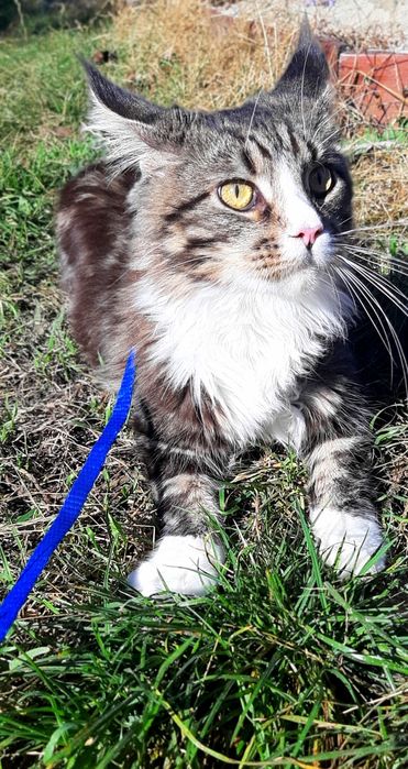 Кот Мейн Кун ждёт девочку