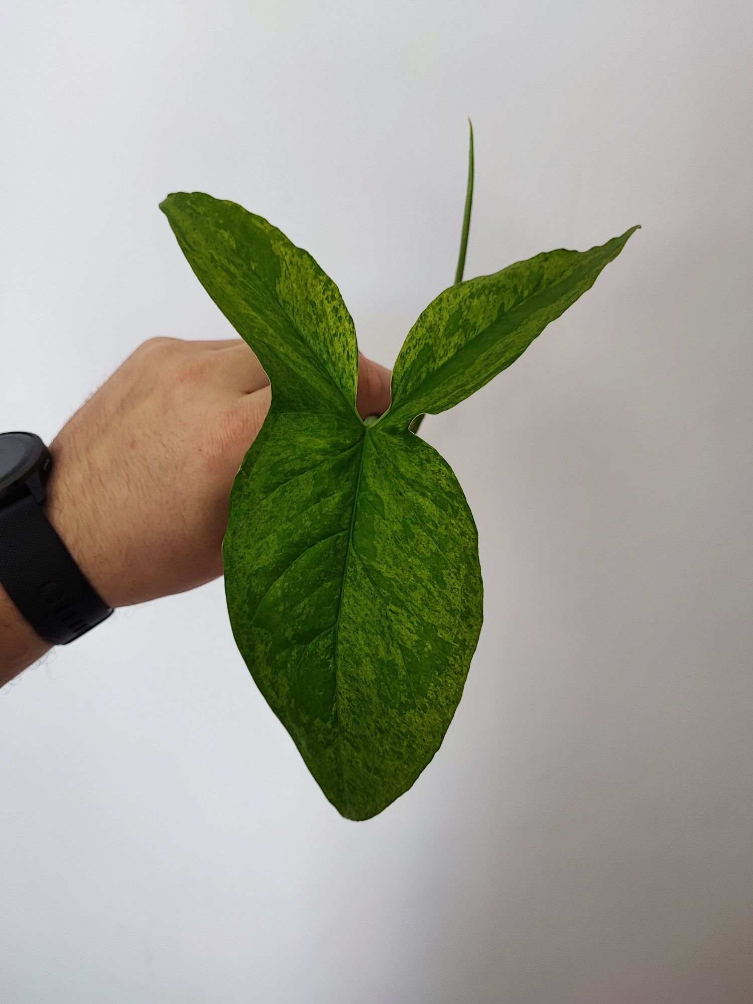 Syngonium mottled mohito gigantyczna sadzonka