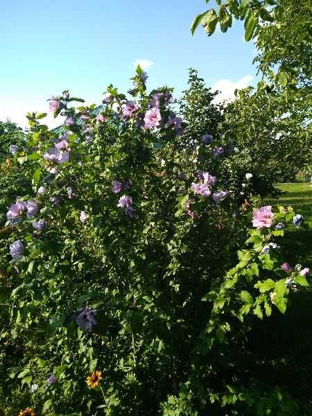 sadzonki hibiskusa ogrodowego
