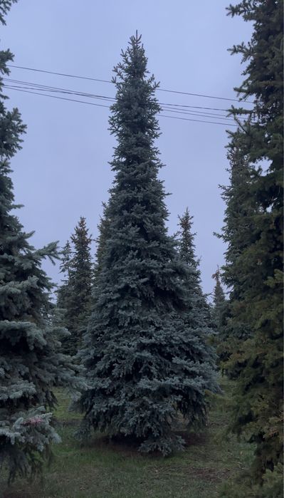 Ель голубая Днепр