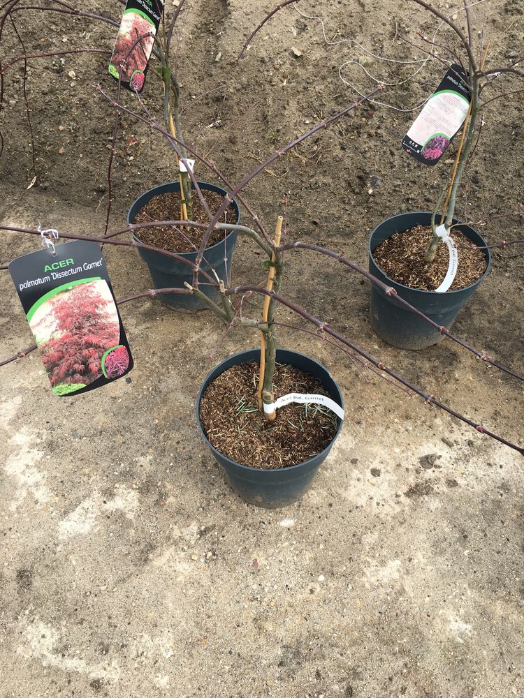Klon palmowy (acer palmatum Dissectum Garnet)