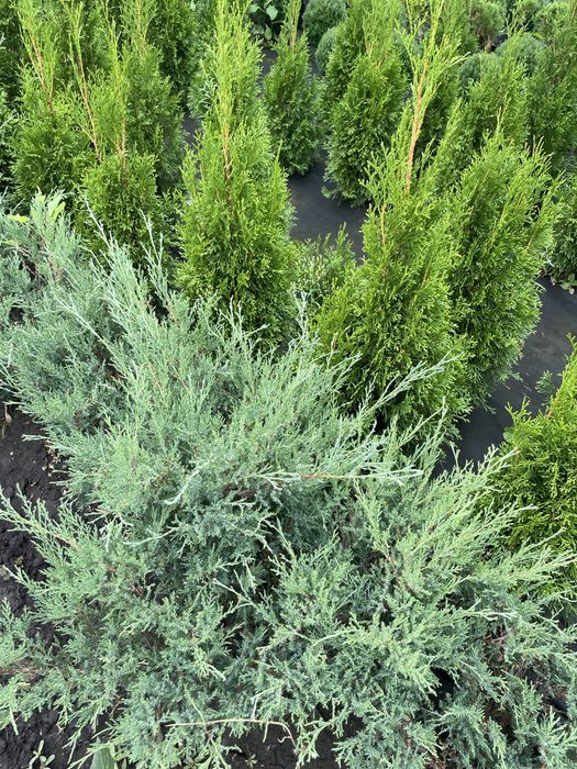 Хвойні рослини для ландшафтного дизайну !!!