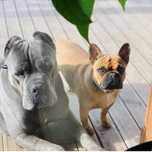 Хлопчики Cane corso-сірого окрасу