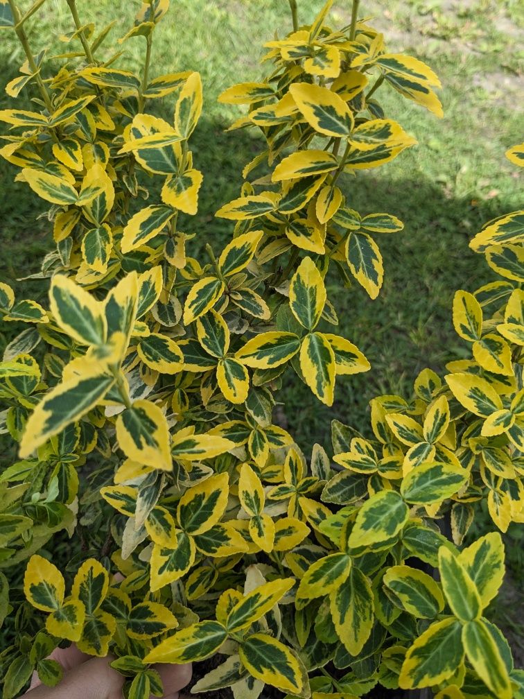 Бруслина Форчуна Emerald Gold рослини