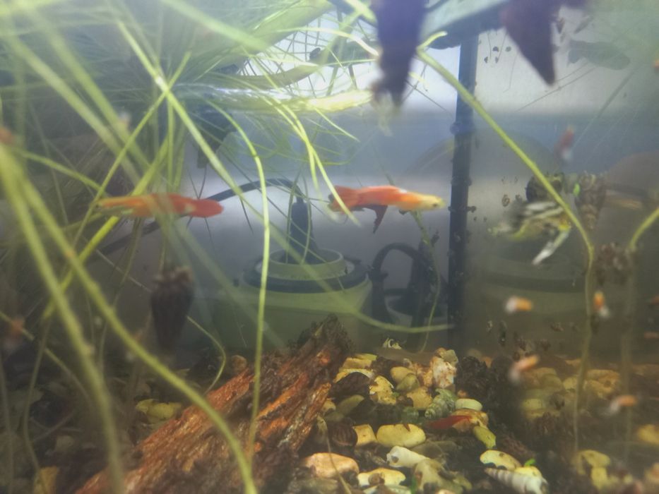 Peixes molly e guppies  de 5-10 mm  e camarão neocardina e buzios