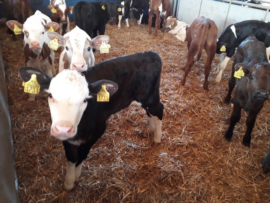 Cielaki MM, MS, SM, byczki, jałówki, jałówki i byczki HF RW, dowóz