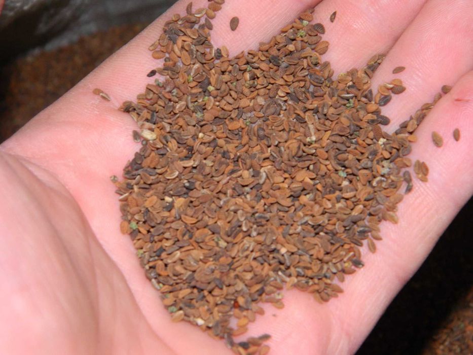 Facelia błękitna nasiona