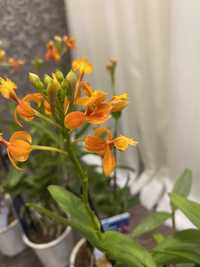 Орхідея ароматна епідендрум онциндіум камбрія