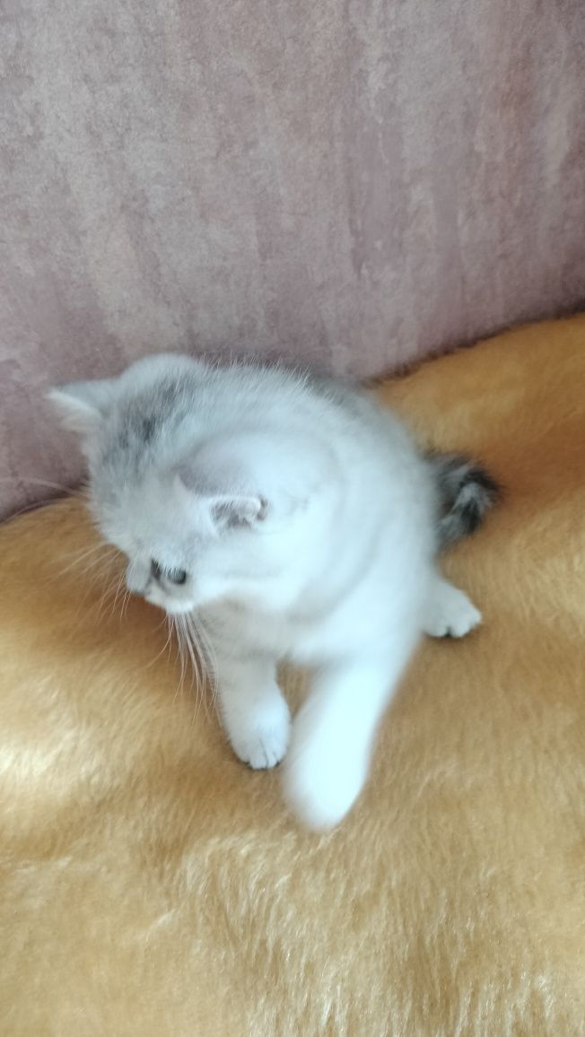 Кошенята дівчинка гарнюся