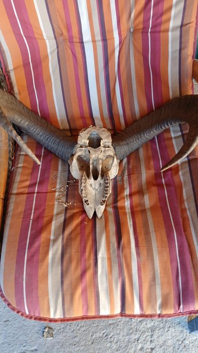 Dobry stan poroże muflona