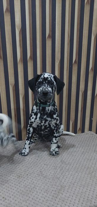 Dalmatyńczyk- suczka gotowa do odbioru