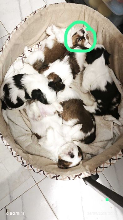 Shih-Tzu, Bebé lindo macho