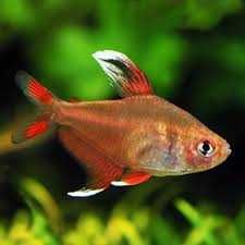 Bystrzyk Ornatus White Fin