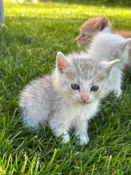 Відам у добрі руки котиків