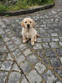 Labrador qualidade