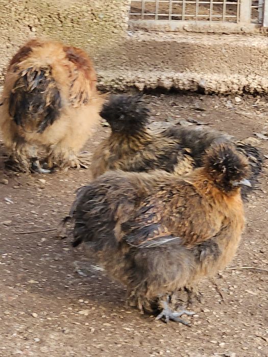 Casal de sedosa do japão