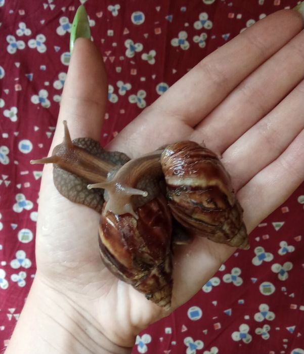 Улитки ахатина фулика