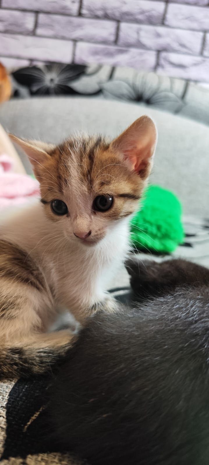 Кошенята у добрі руки