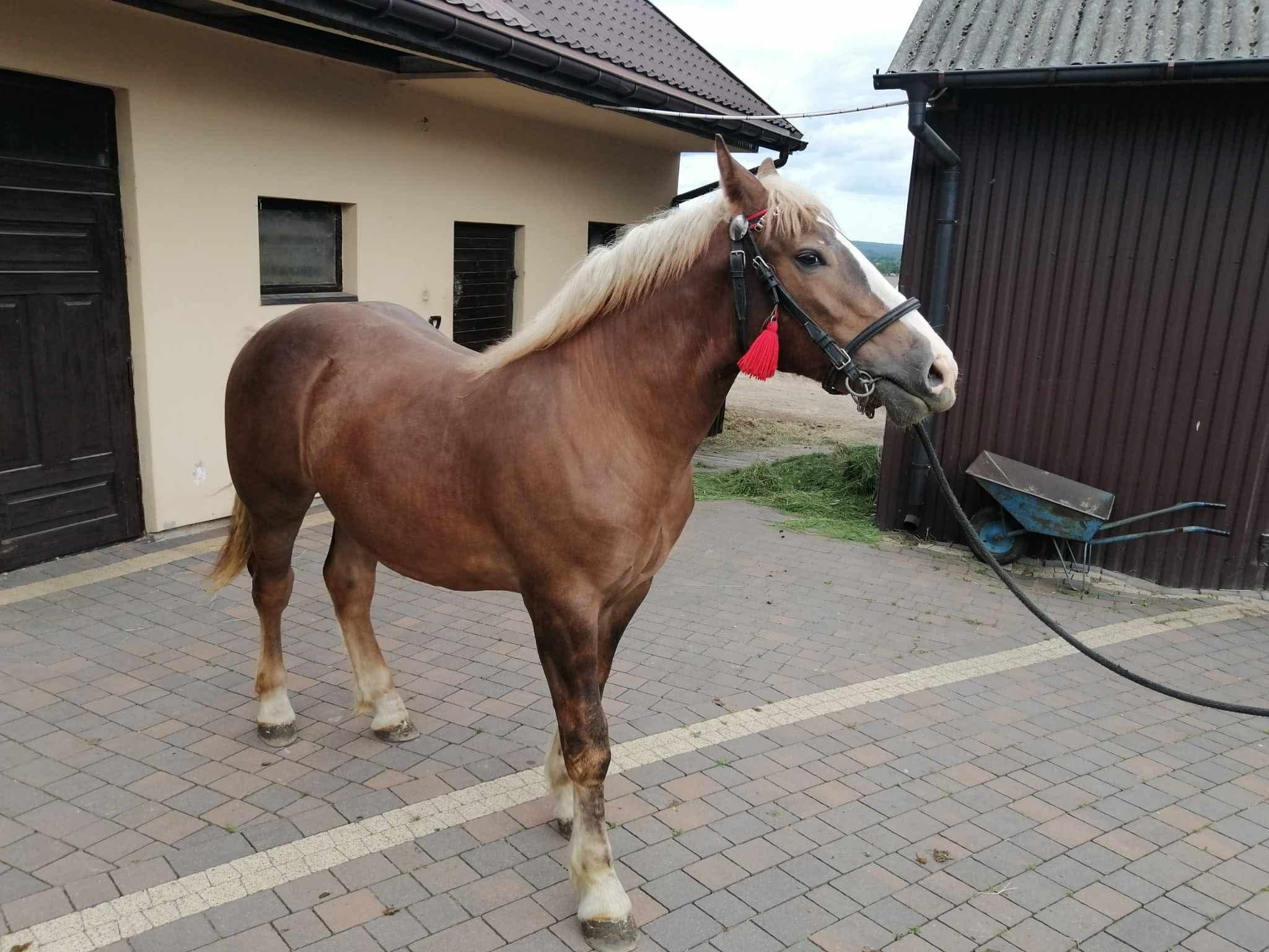 Koń zimnokrwisty