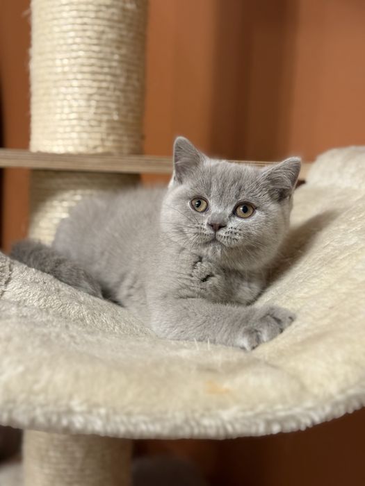 Kotka Brytyjskia Liliowa Koteczka Biszkoptowa Do Odbioru