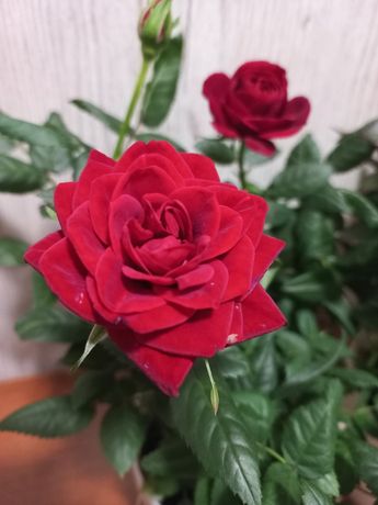 Троянда,  роза комнатная